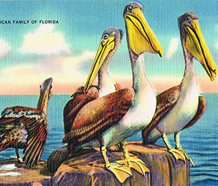 Pelican